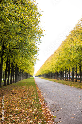 Autumn alley