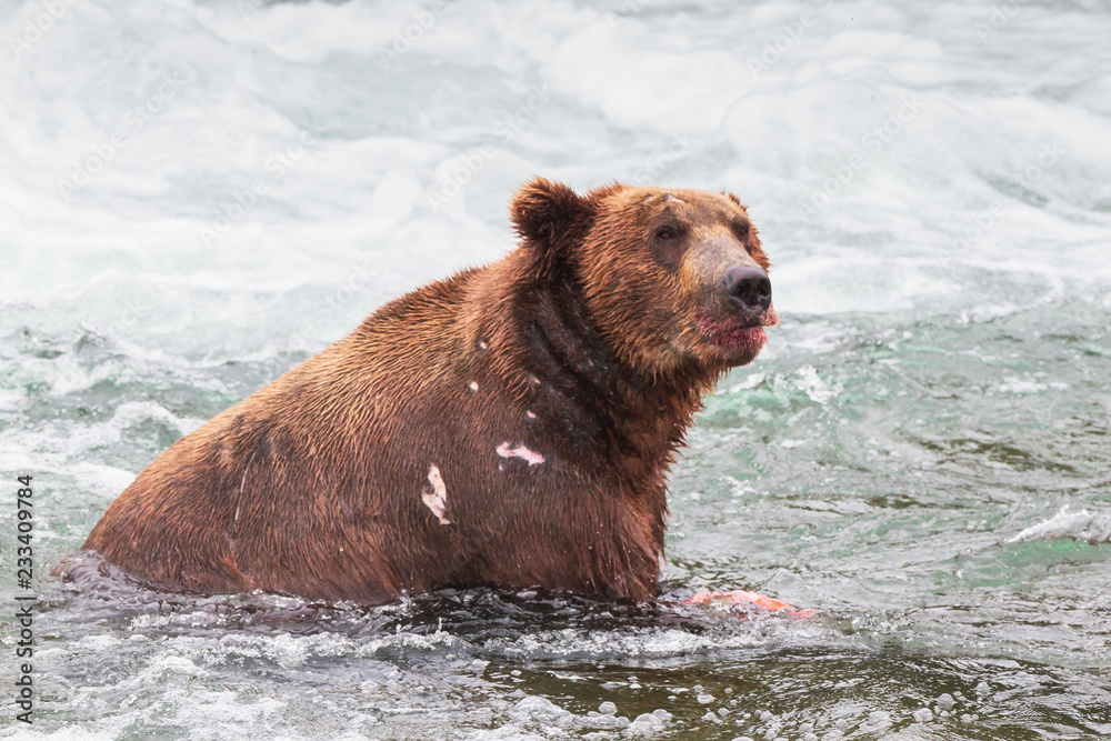 Grizzly bear in Alaska Katmai National Park hunts salmons (Ursus arctos horribilis) Grizzly bear in Alaska Katmai National Park hunts salmons (Ursus arctos horribilis)