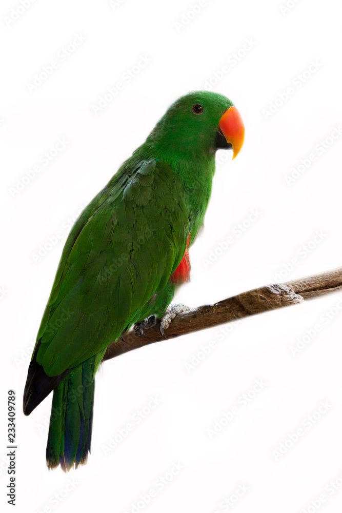 Parrot on white background.