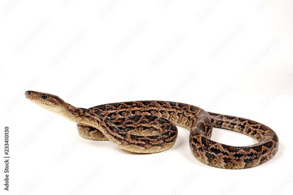 Naklejka premium Kuba-Schlankboa (Chilabothrus angulifer) - Cuban Boa