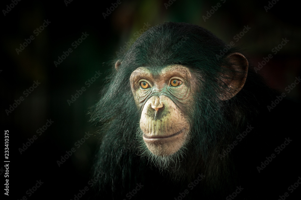  Chimpanzee cute.