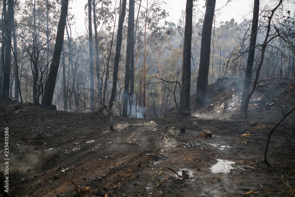 Obraz premium forest burned after a big fire