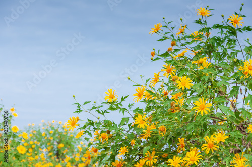 Mexican sunflower blooming