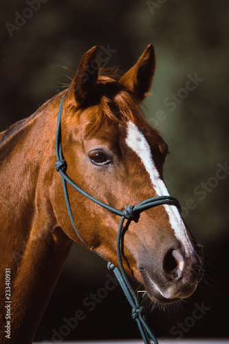 horse portrait with dark background, bokeh