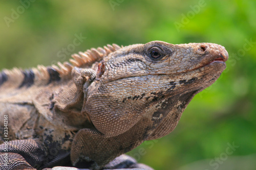 iguana head and eye