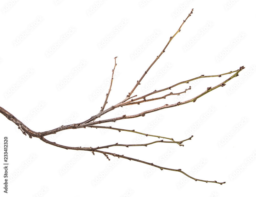 dry tree branch with buds. on a white background dry tree branch with buds. on a white background