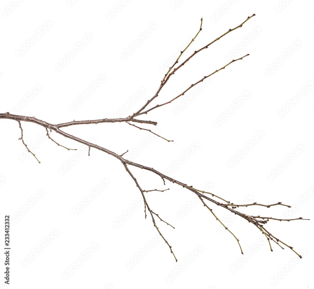 Fototapeta premium dry tree branch with buds. on a white background