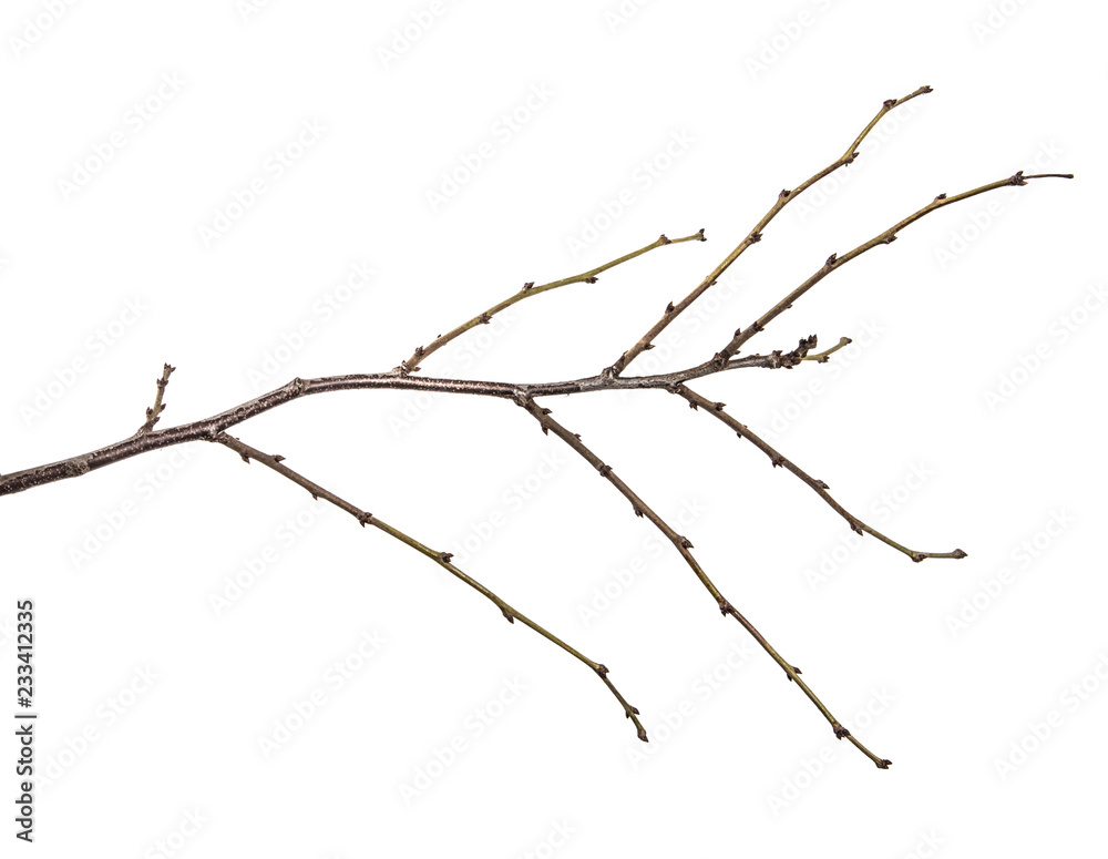 Fototapeta premium dry tree branch with buds. on a white background