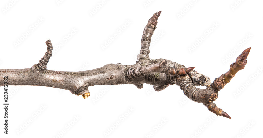 dry pear tree branch with buds. on a white background dry pear tree branch with buds. on a white background