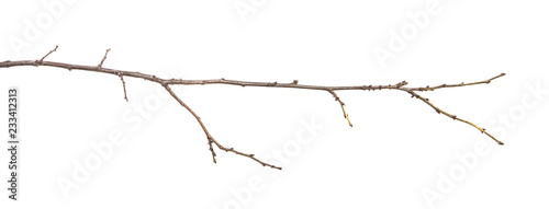 Foto dry tree branch with buds. on a white background