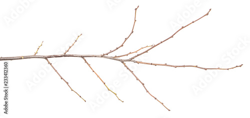 dry tree branch with buds. on a white background © toomler