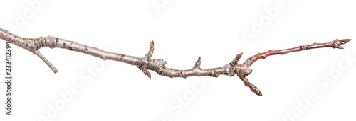 dry pear tree branch with buds. on a white background