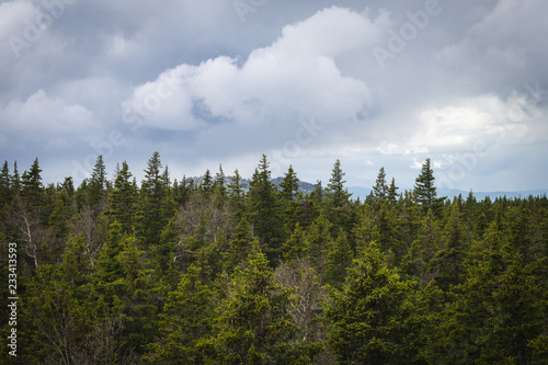 Coniferous Trees. Forest Landscape. National Park "Taganay", Ural Mountains, Russian Federation.