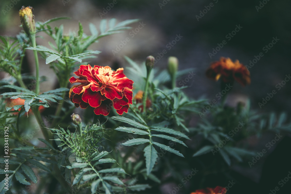 Czerwony kwiat byczek - obrazy, fototapety, plakaty 