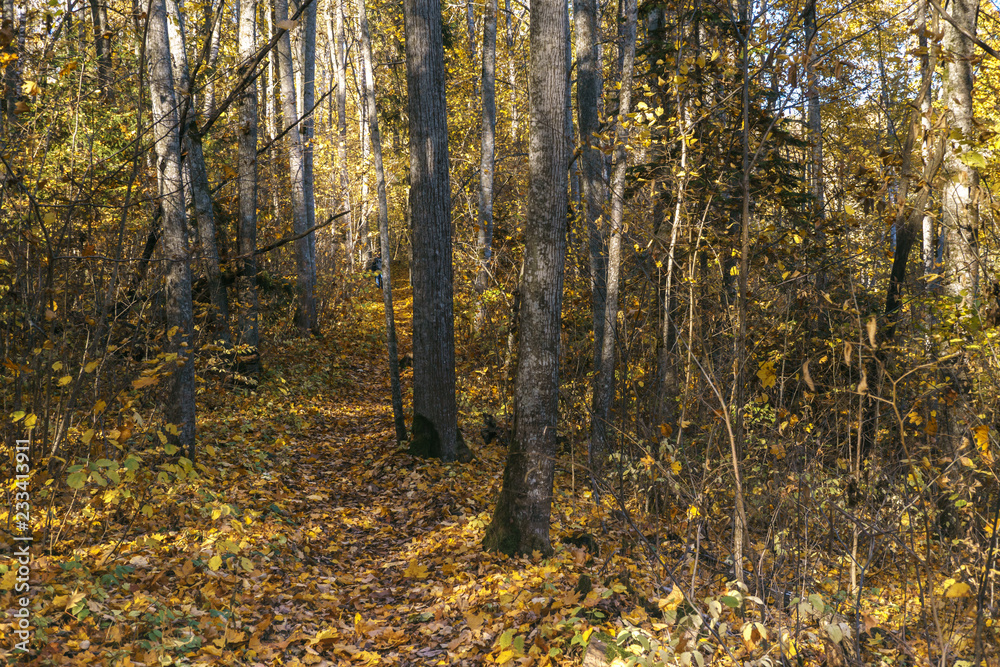 Yellow leaves fall to the in the autumn Yellow leaves fall to the in the autumn