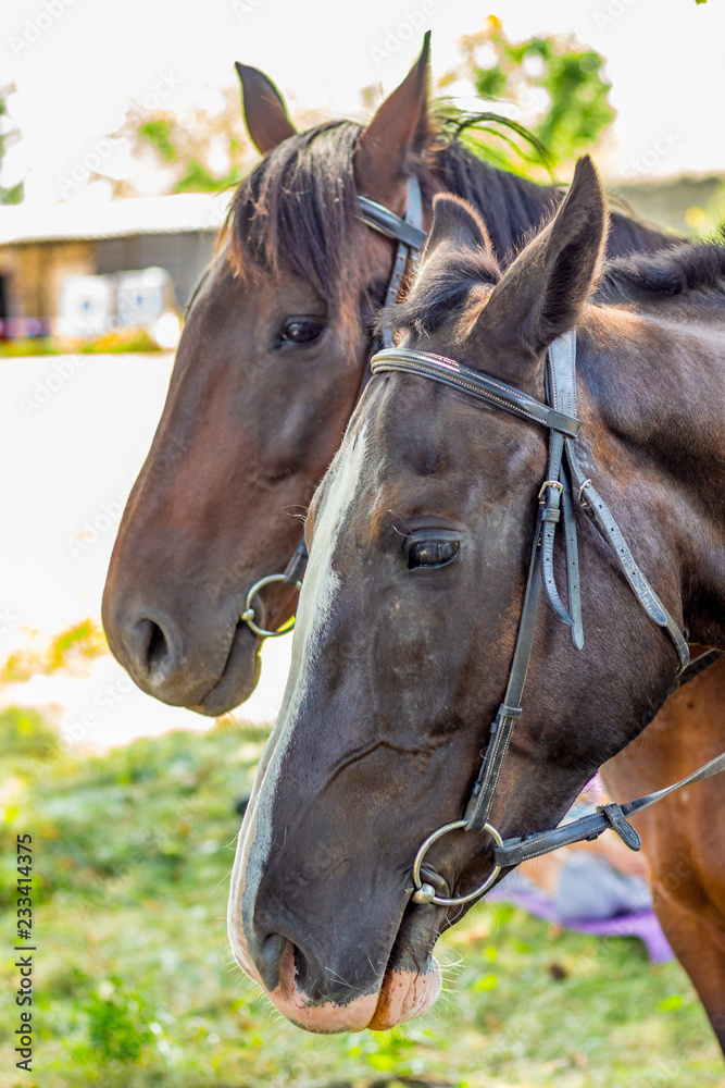 Naklejka premium A woman holds a horse's bridle. Portrait of a horse in profile close-up_