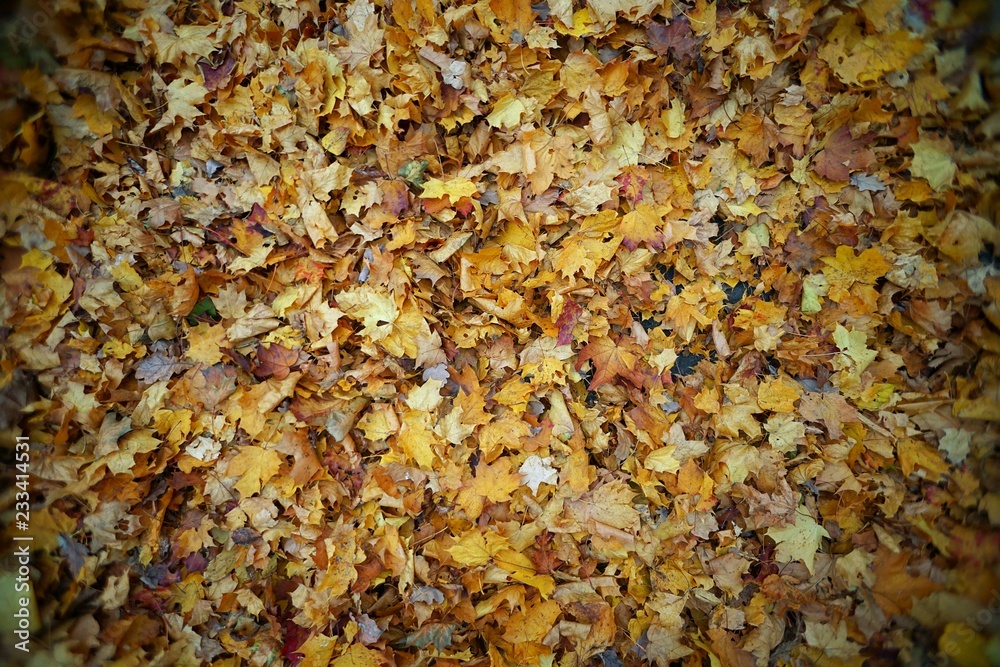 the foliage is completely carpeted on the ground in yellow color, in autumn weather as a background the foliage is completely carpeted on the ground in yellow color, in autumn weather as a background