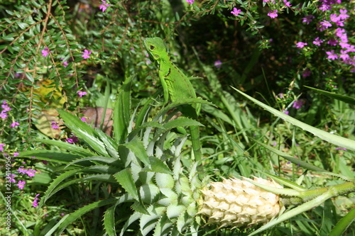 Green Lizard in a Pineapple plant, Costa Rica photo