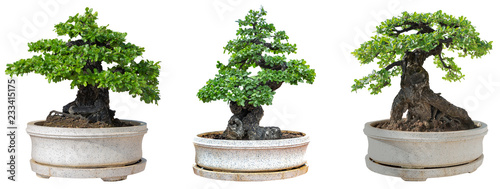 Bonsai trees isolated on white background. Its shrub is grown in a pot or ornamental tree in the garden.