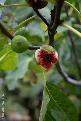 open fig on a tree