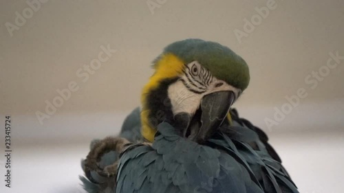 Macaw parrot bird