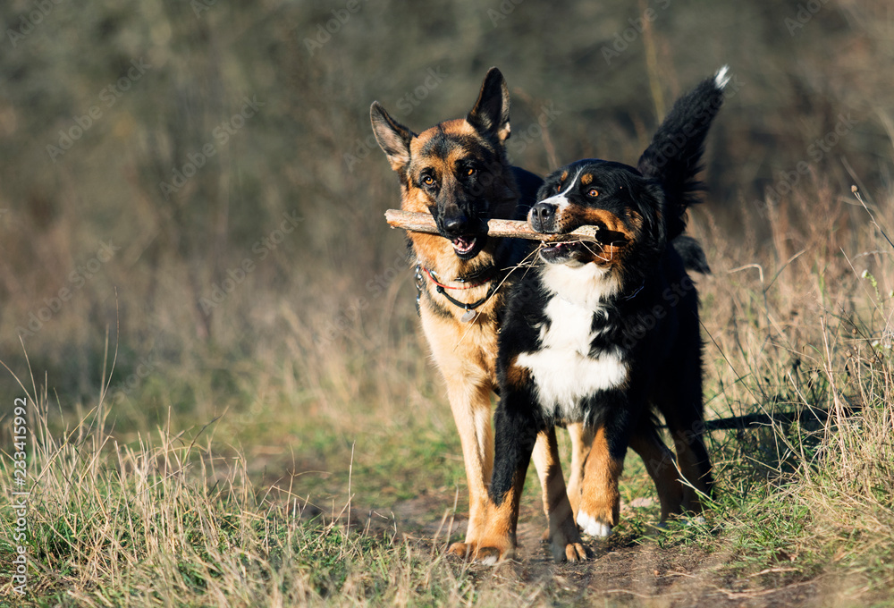 Fototapeta premium two dogs play with a stick