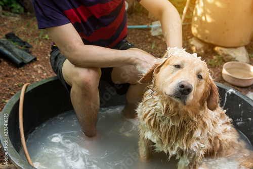 Bathing dog, Dog golden retriever taking a shower and wash hair with soap and water photo