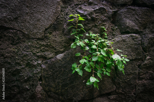 Stone wall with a growing green plant.