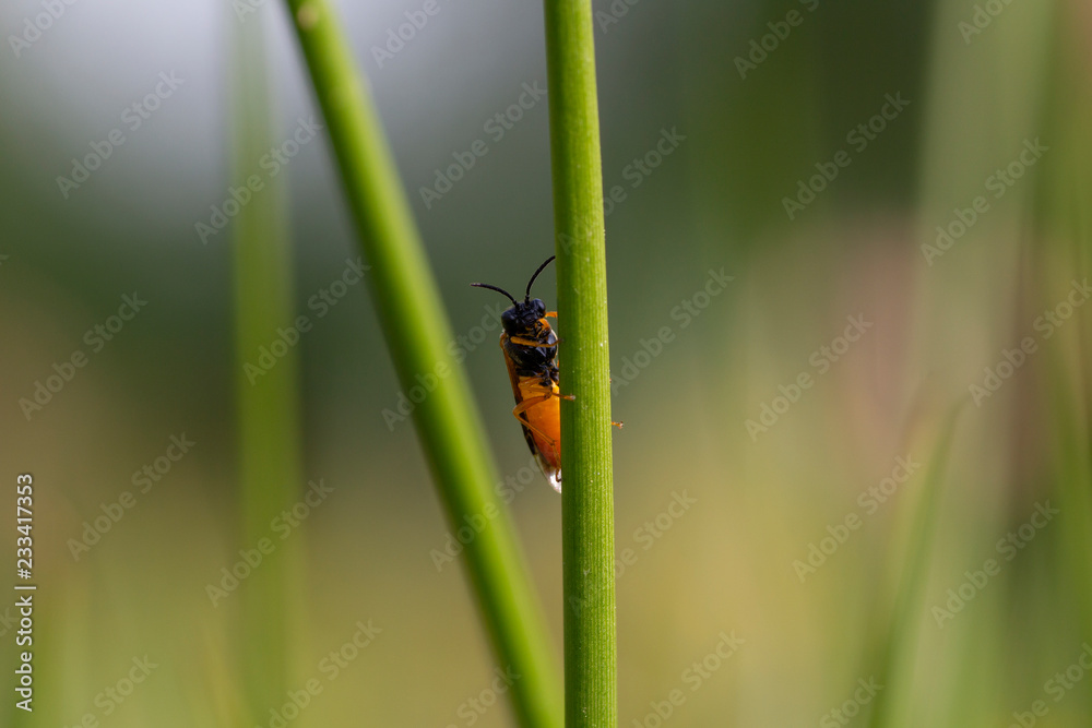Fototapeta premium Un insecte devant l'objectif