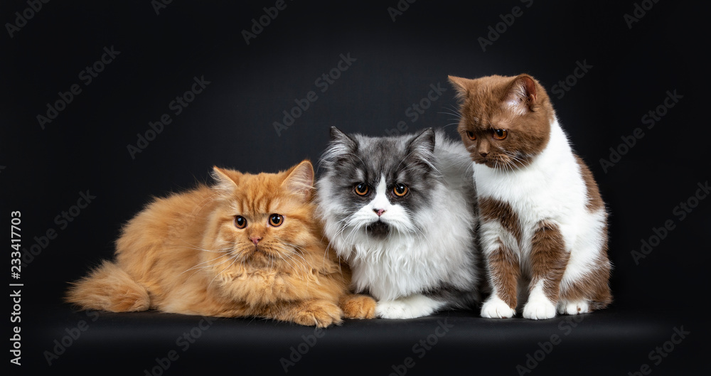 Row of a red and black smoke Britisch Longhair and a cinnamon with white British  Shorthair cats kittens, looking at camera with orange eyes. Isolated on  black background. Stock-Foto | Adobe Stock