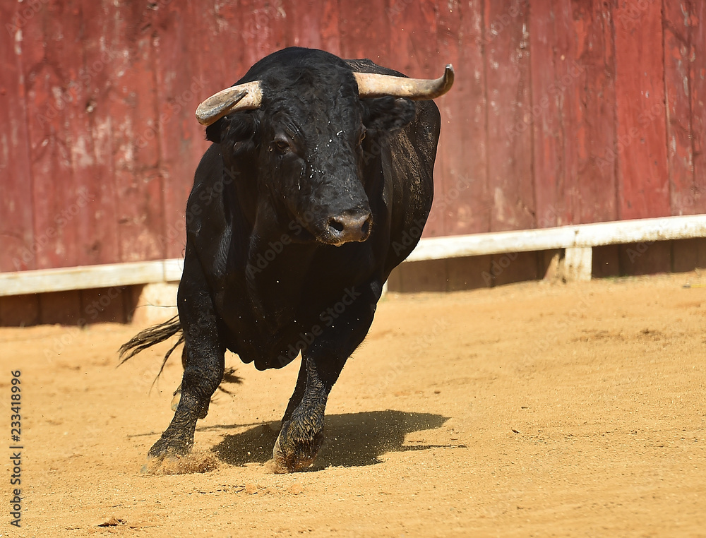 toro en españa toro en españa