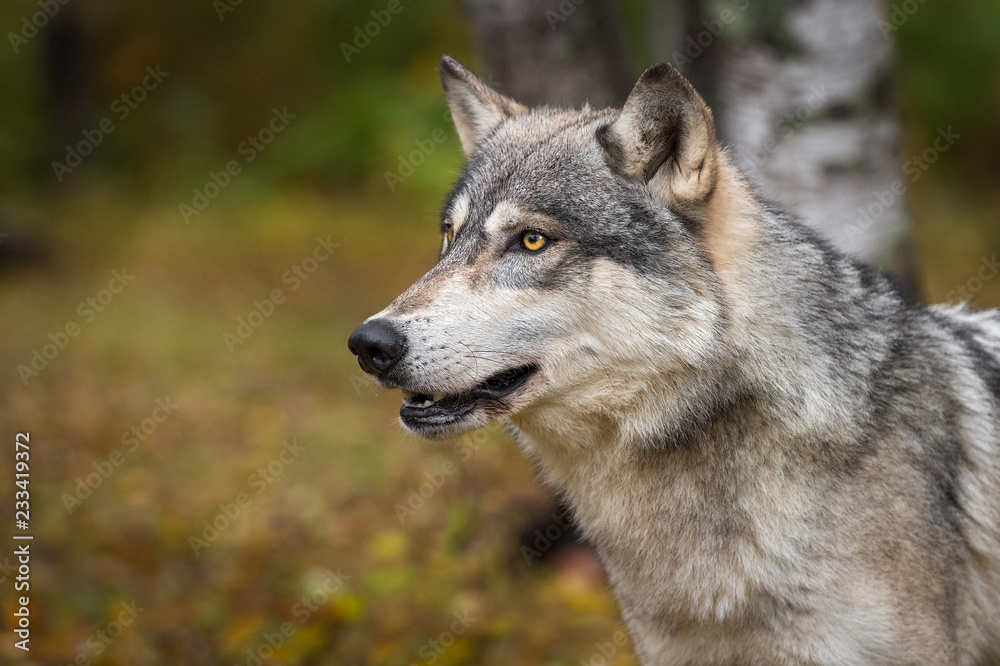 Grey Wolf (Canis lupus) Looks Up and Left in Autumn Wood