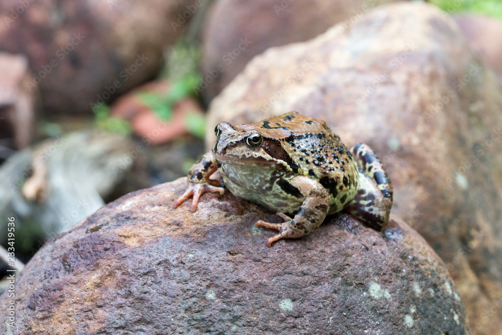 a frog sitting on a stone a frog sitting on a stone