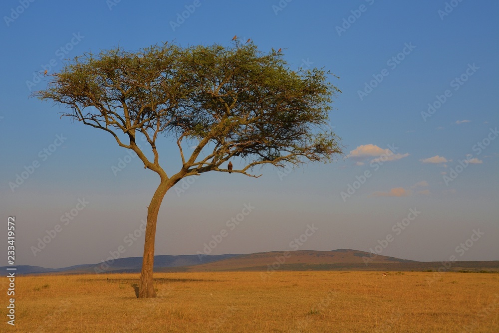Lone Tree In the Masai Mara