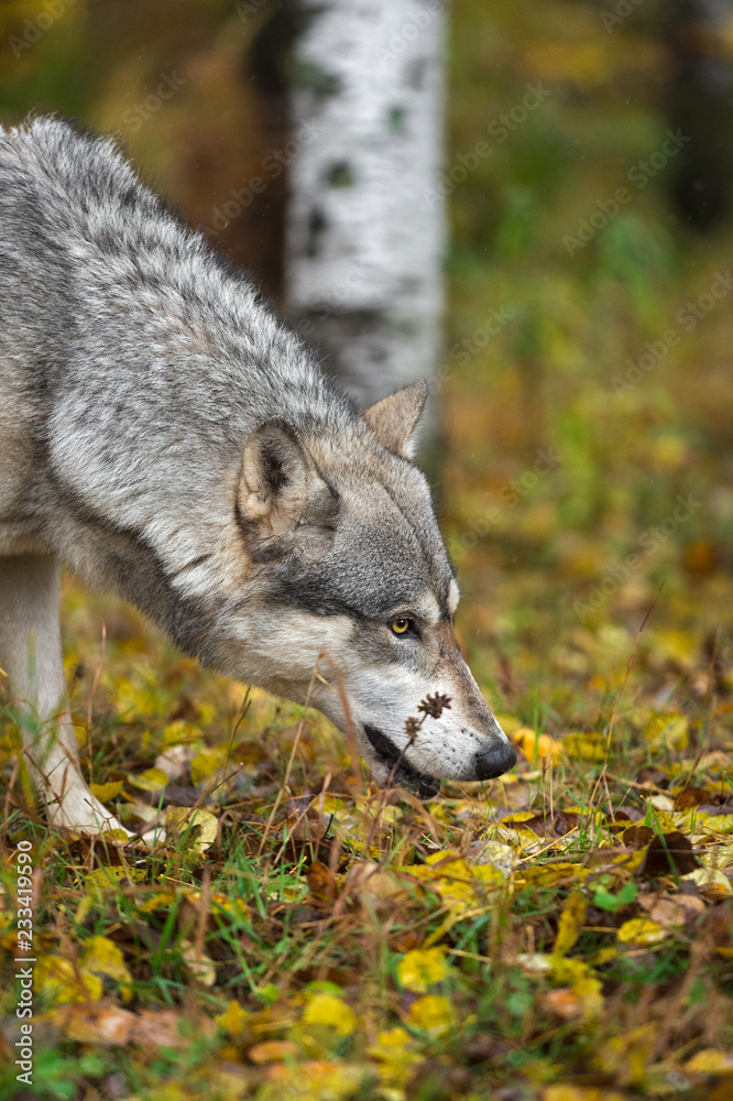 Grey Wolf (Canis lupus) Nose to Ground in Autumn Grey Wolf (Canis lupus) Nose to Ground in Autumn