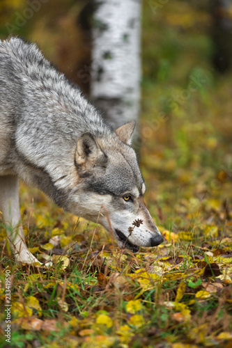 Grey Wolf  Canis lupus  Nose to Ground in Autumn