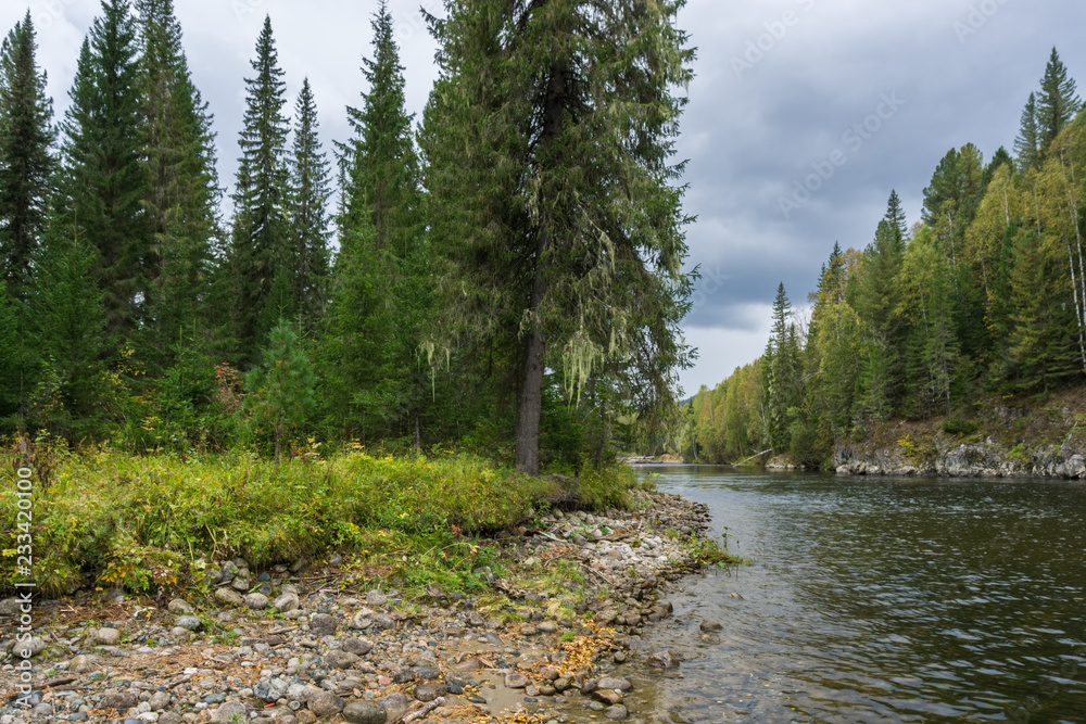 Cedar pine over river Cedar pine over river