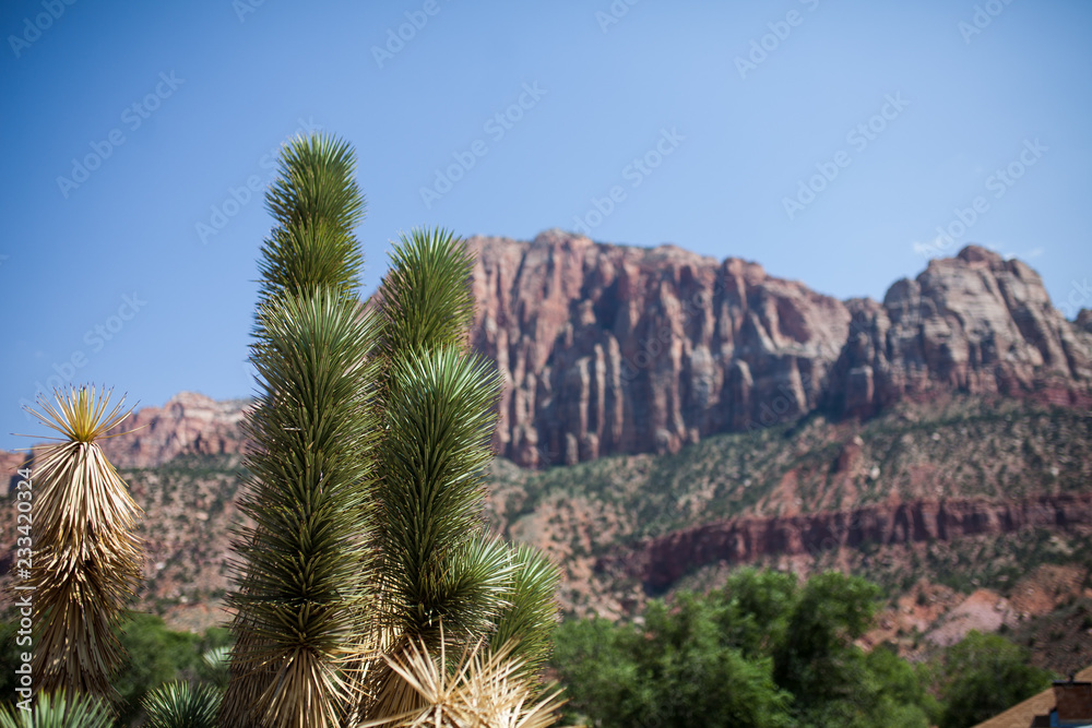 cactus and red rock cliffs cactus and red rock cliffs