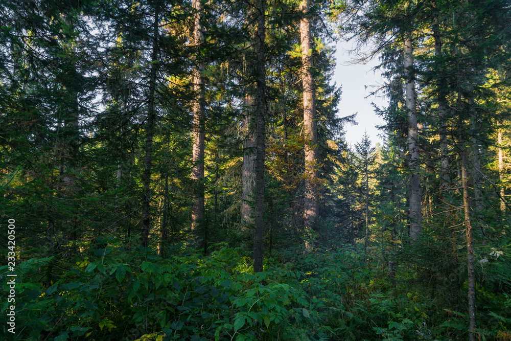 Fototapeta premium Deep taiga