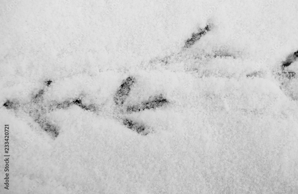 Four pigeon footprints sunk into the snow