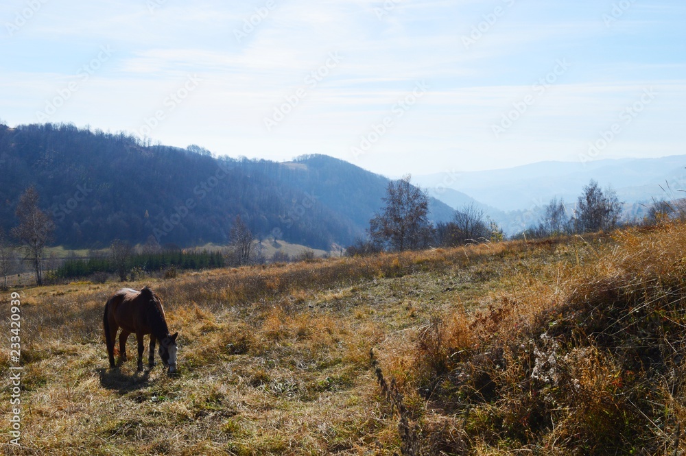 a horse on a meadow in a mountain
a horse on a meadow in a mountain