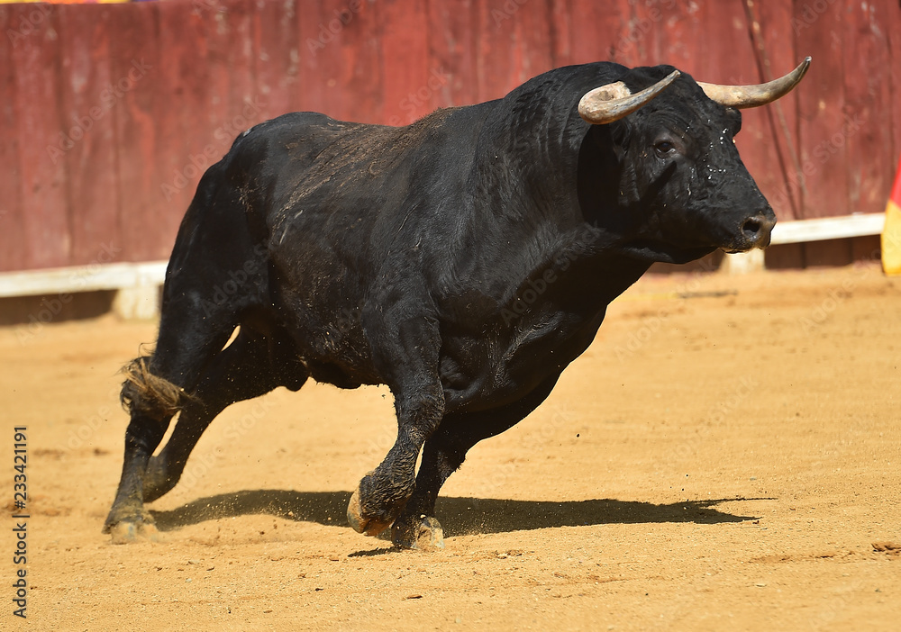 toro en españa toro en españa