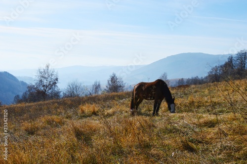 Fototapeta Naklejka Na Ścianę i Meble -  a horse on a meadow in a mountain
