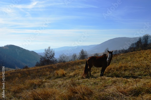 Fototapeta Naklejka Na Ścianę i Meble -  horse in the meadow
