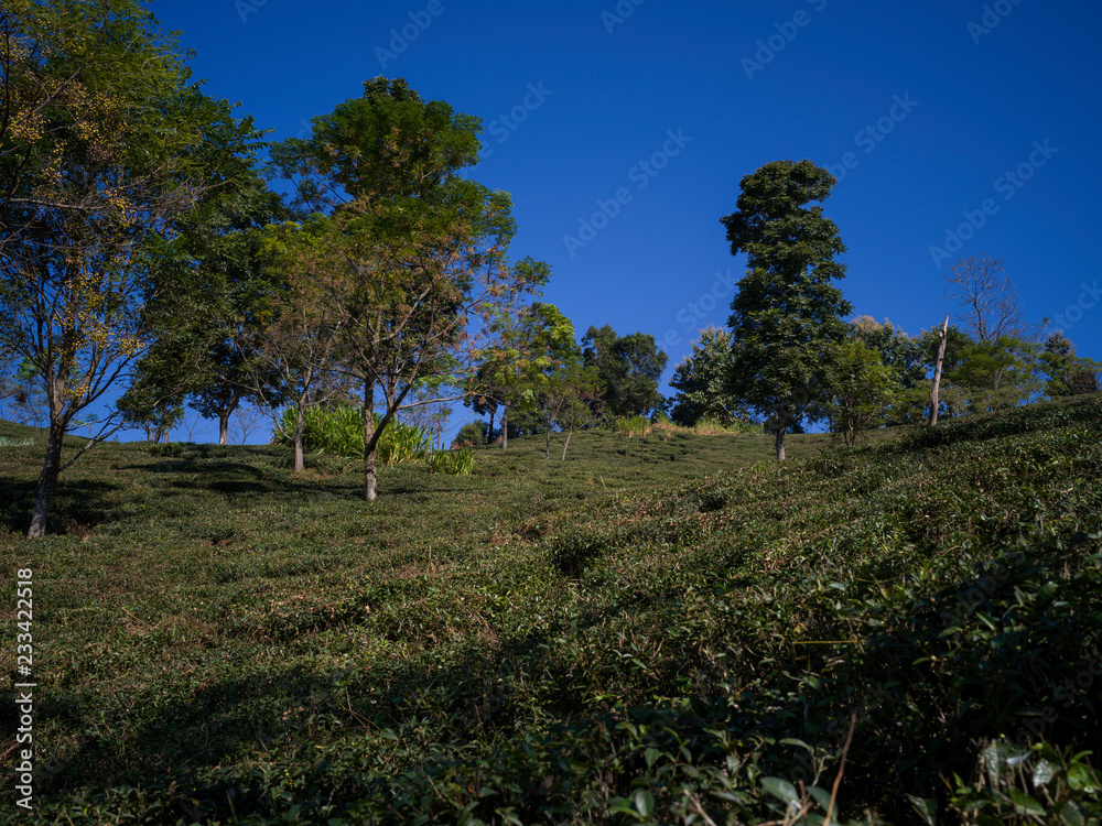 Fototapeta premium Scenic view of tea garden, Kambal Tea Garden, Rangli Rangliot, Darjeeling, West Bengal, India