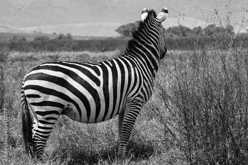 Zebra surveying the Serengeti