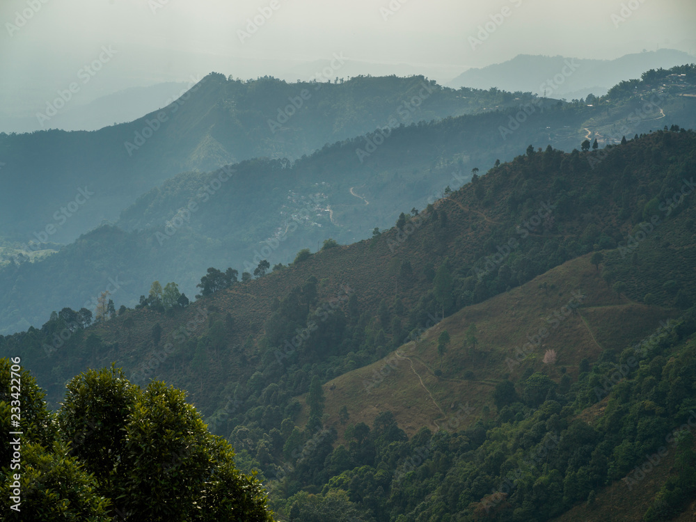 Scenic view of tea garden landscape, Rohini Tea Garden, Darjeeling, West Bengal, India