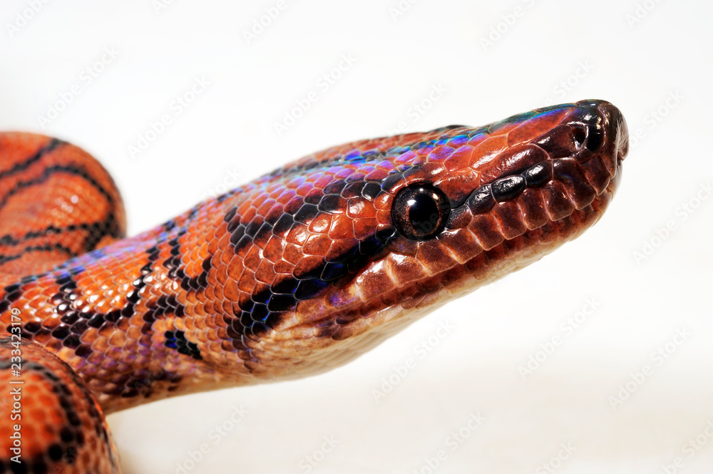 Fototapeta premium Regenbogenboa (Epicrates cenchria) - Rainbow boa