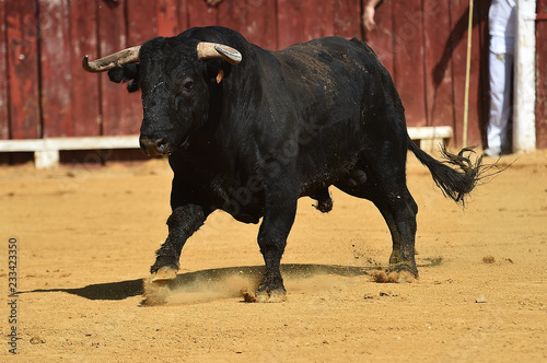 spanish bull running in bullring