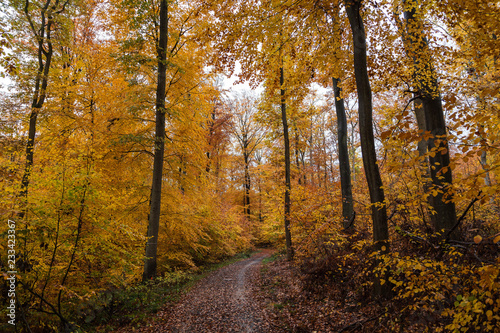 Small walking way in a colorful autumn forest. © eddi_m